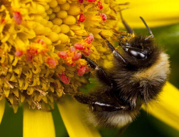 bee, bumblebee, flower, yellow, Kodiak, Alaska, wildflower