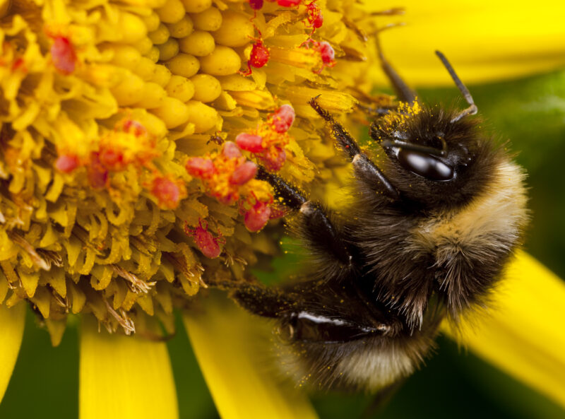 bee, bumblebee, flower, yellow, Kodiak, Alaska, wildflower