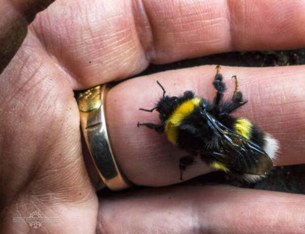 Bumblebee, bee, pollinator, Bombus lucorum, white-tailed, Alaska, Kodiak