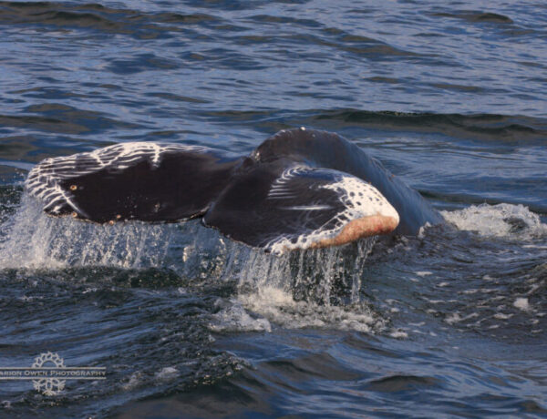 whale, humpback, Alaska, Kodiak, Kodiak Island, photograph workshop, boat
