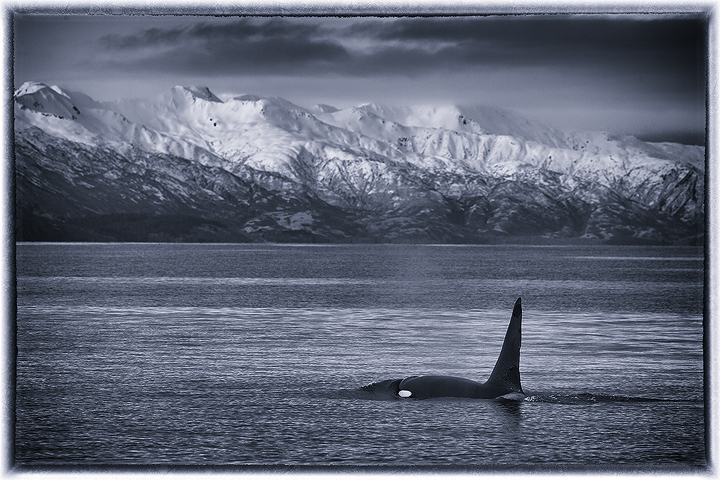 Orca, whales, ocean, Kodiak, Alaska, mountains