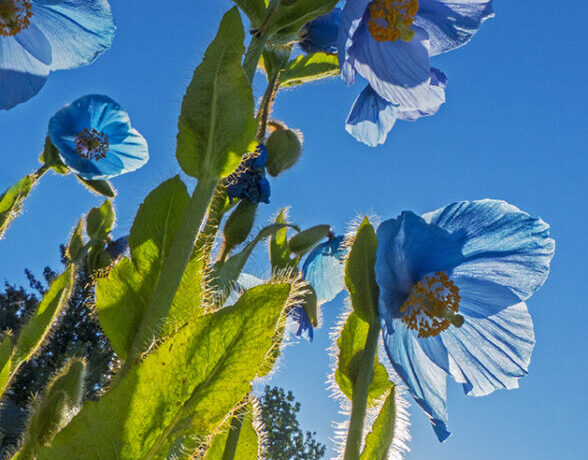 garden, blue poppy, grandis, meconopsis