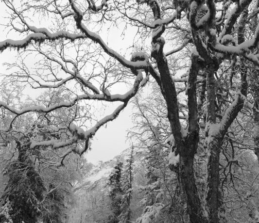 Cottonwood, trees, alaska, winter, landscape, snow