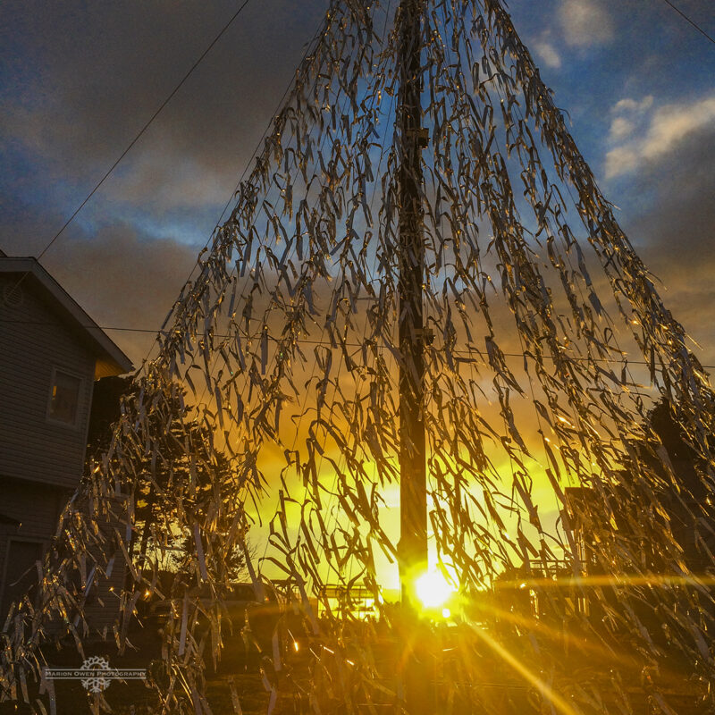 Christmas, tree, Kodiak, Alaska, sunset, outdoors, light, sun