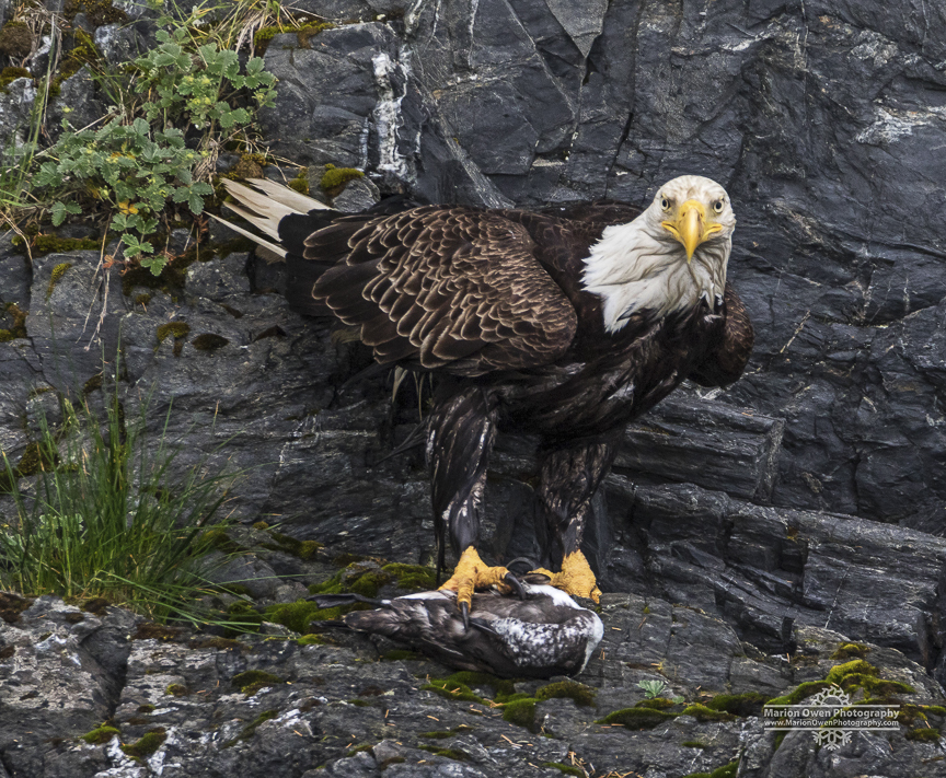 bald, eagle, prey, bird, Alaska, Kodiak, murre, raptor, Haliaeetus leucocephalus
