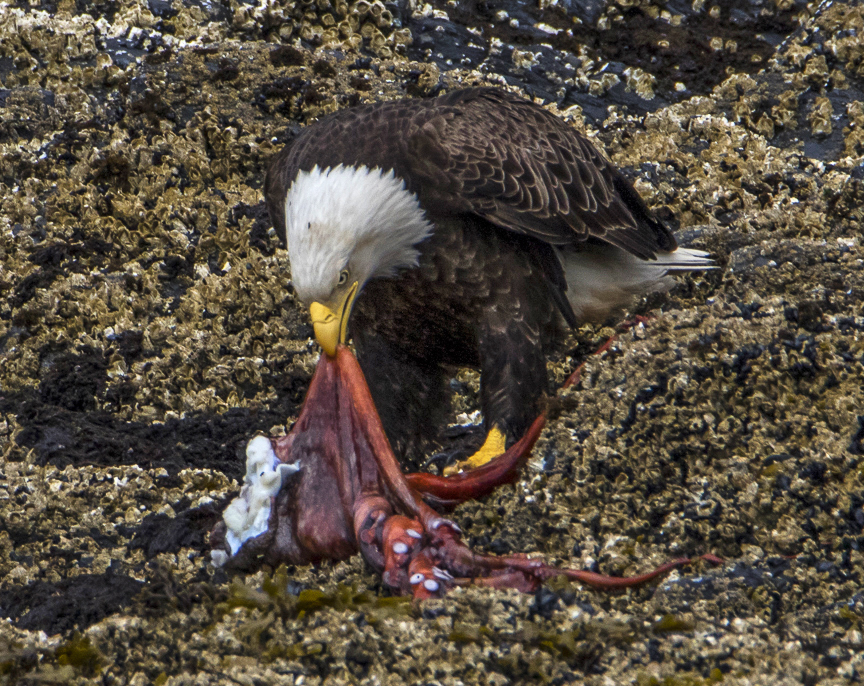 bald, eagle, Alaska, Kodiak, feeding, octopus, raptor, Haliaeetus leucocephalus