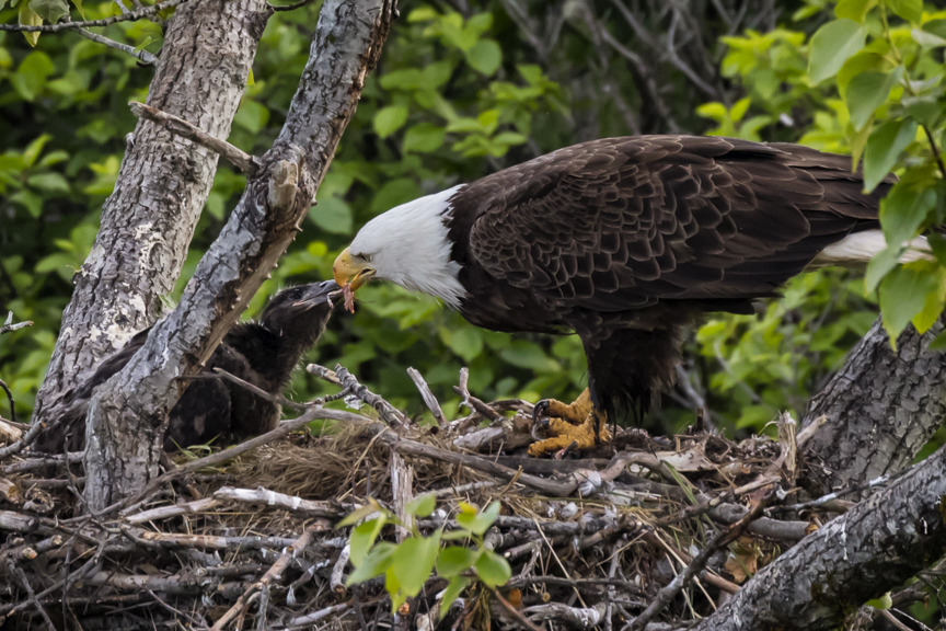 bald, eagle, nest, Alaska, Kodiak, chick, immature, raptor, Haliaeetus leucocephalus