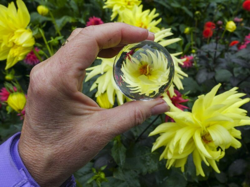 flowers, dahlia, photography, crystal ball, Butchart Gardens