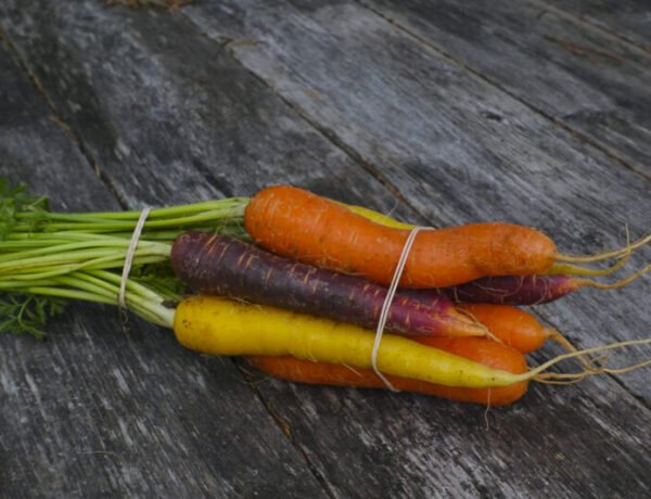 Carrots, color, organically grown