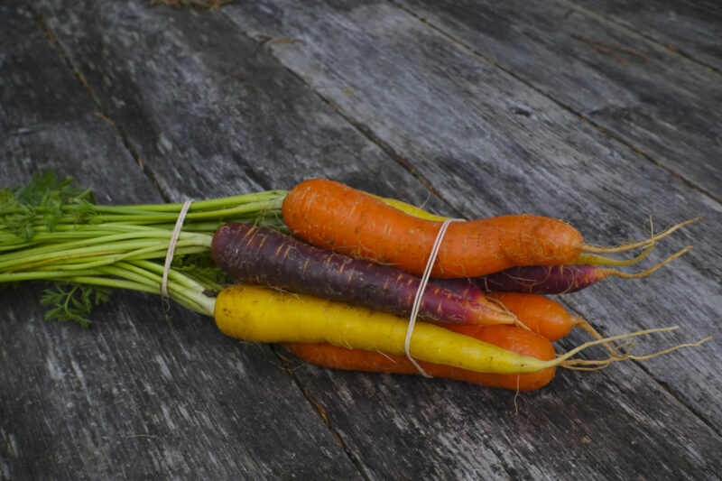 Carrots, color, organically grown