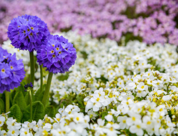Flowers, primrose, drumstick, garden, Alaska, organic, spring