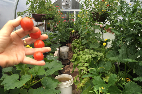 tomato, homegrown, organic, greenhouse, Alaska, garden, summer