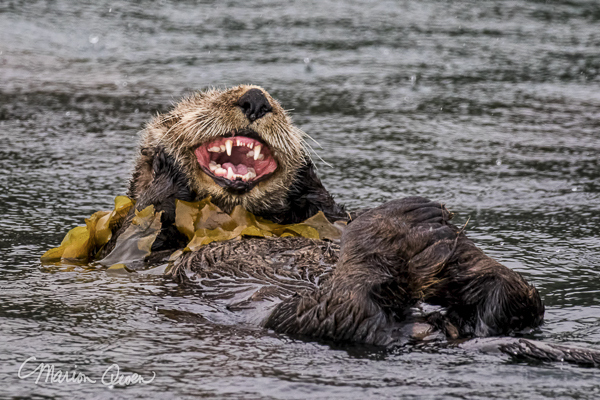 Sea otter, teeth, fur, Kodiak, Alaska, preening, kelp,