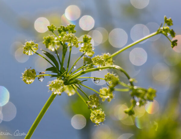 Celery, garden, photograph, sparkles, macro, seeds, Marion Owen, Kodiak, Alaska