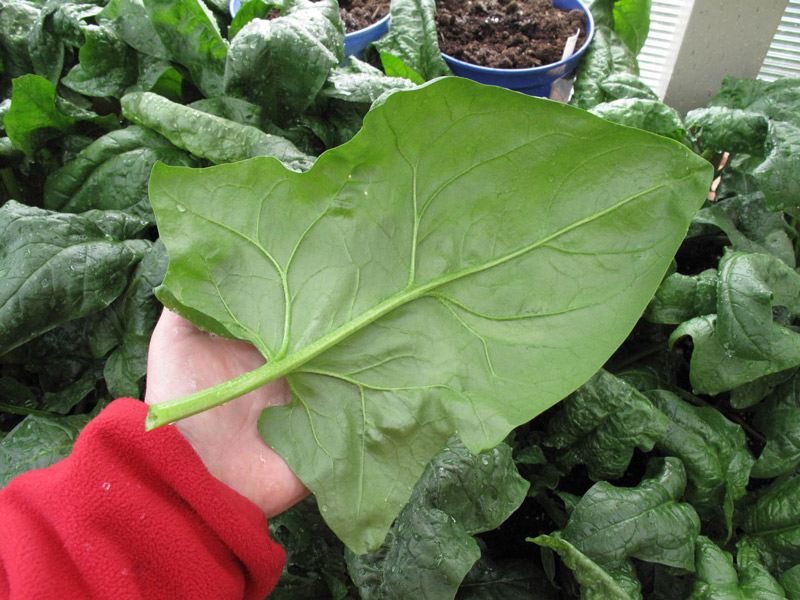 spinach, green, vegetable, overwinter, greenhouse, Kodiak, Alaska, garden, winter, salad