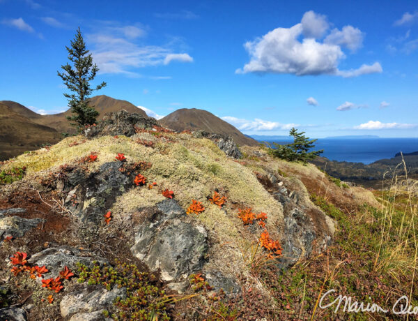 berries, hiking, Kodiak, Alaska, island, fall, autumn, colors, iPhone, photography, Marion, Owen