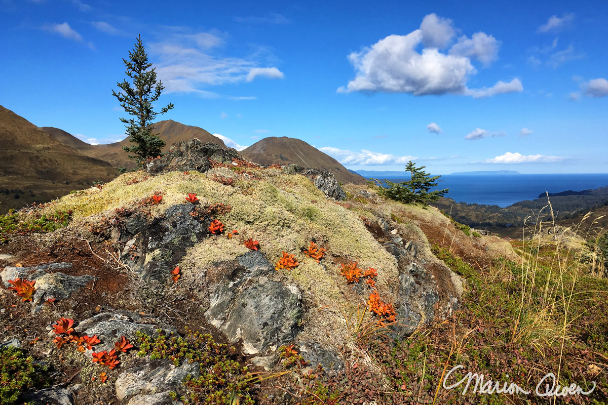 berries, hiking, Kodiak, Alaska, island, fall, autumn, colors, iPhone, photography, Marion, Owen