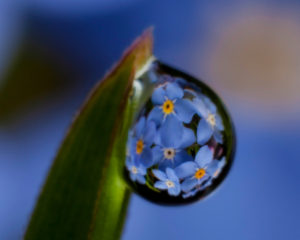 dew drop, droplet, macro, photography, Marion Owen, flower
