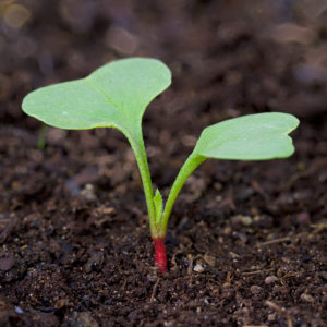 radish, seedling, sprout, organic, garden