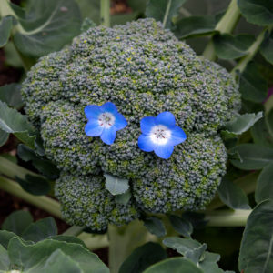 Broccoli, vegetable, healthy, garden, organic