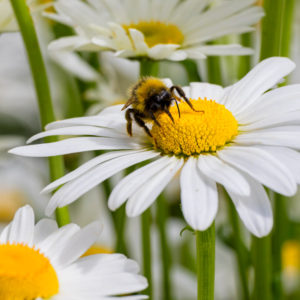 flower, bumblebee, pollen, daisy