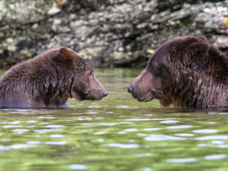 Brown, bears, Kodiak, Coastal, photography, photographs