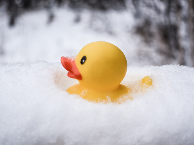 Snow, snowflake, snow crystal, real snowflake, snowflake photography, rubber, duck