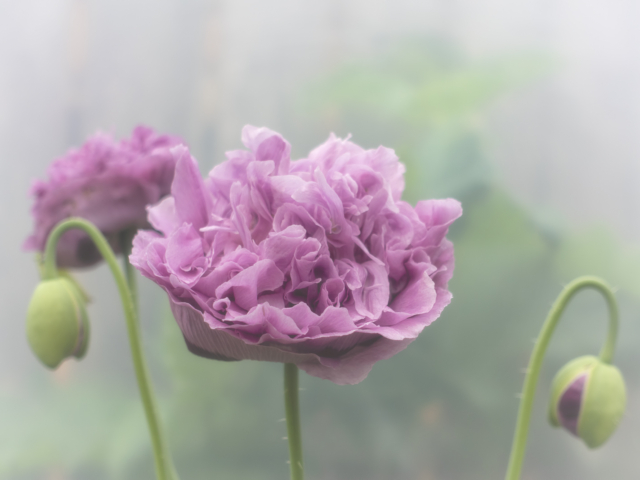 Poppy, pink, flower, garden, Kodiak, Alaska, photography, photographs