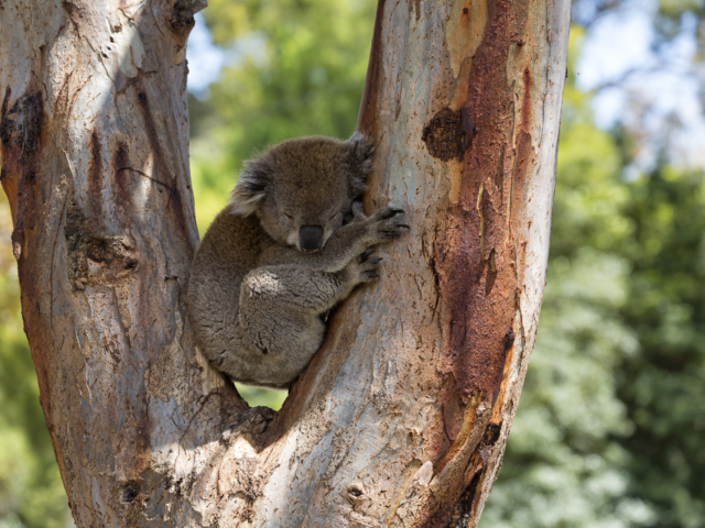 Australia, koala bear