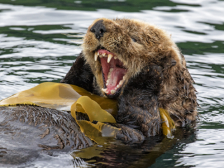 Sea otter, Kodiak, Alaska, marine mammal, photography, photographs