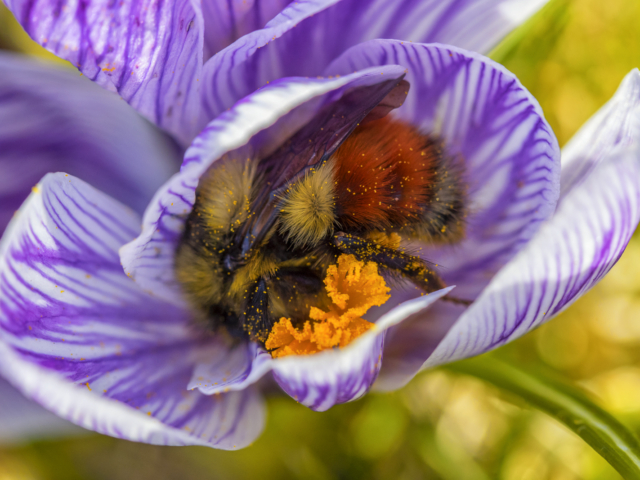 bumblebee, crocus, flower