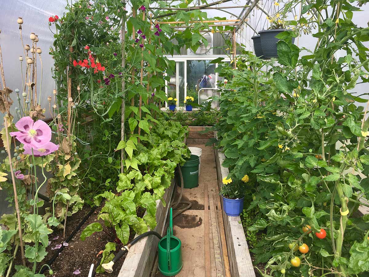 Organic Gardening Tips, Cool Climate Gardening