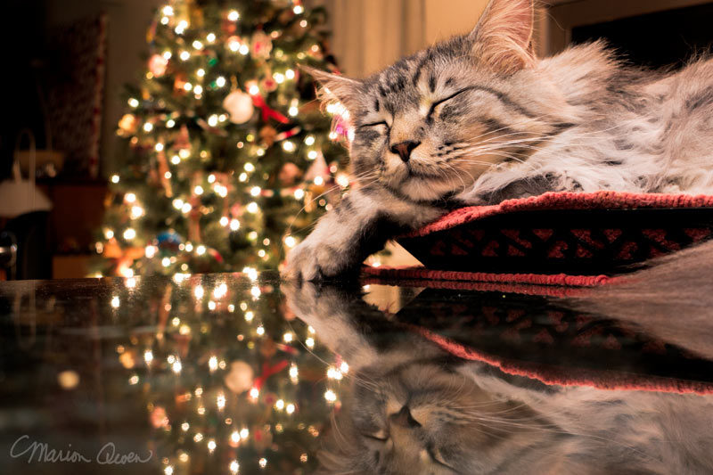 cat, bed, Christmas, tree, reflections
