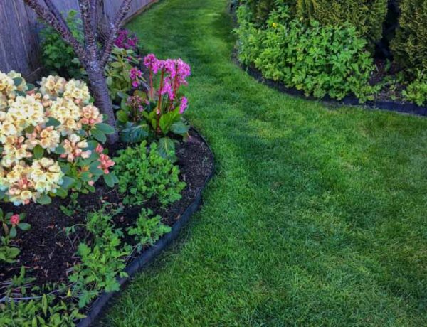 best lawn fertilizer, organic gardening tips, lawn care