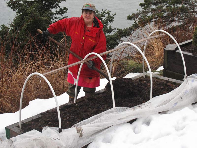 Winter bedding plants, cool climate gardening, Kodiak, Alaska