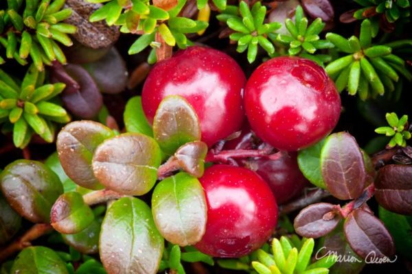 Cranberry Salsa Recipe | Healthy Cooking | Lagniappe