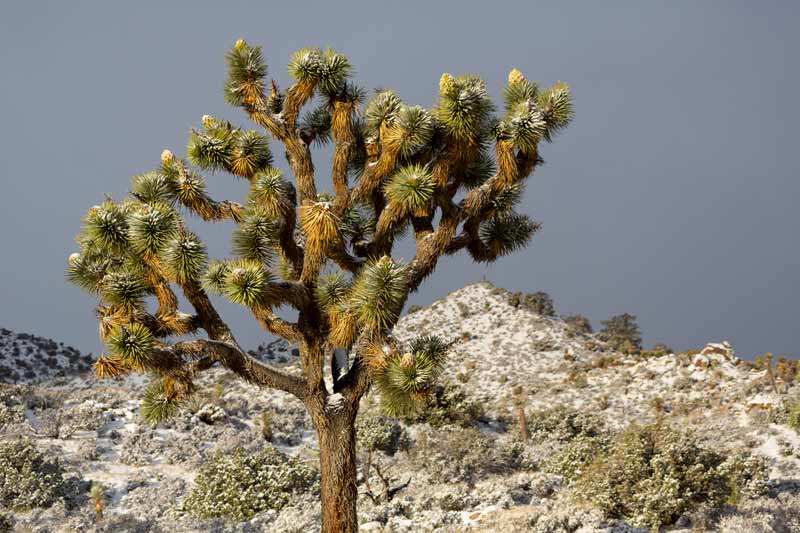 Joshua Tree National Park, snow, cactus, nature photography