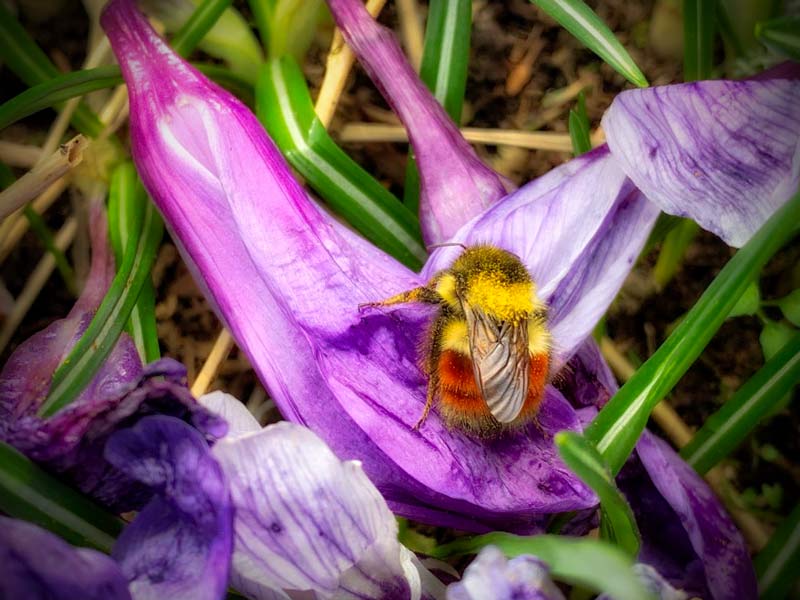 bumblebee, Alaska Nature Photography, documentary