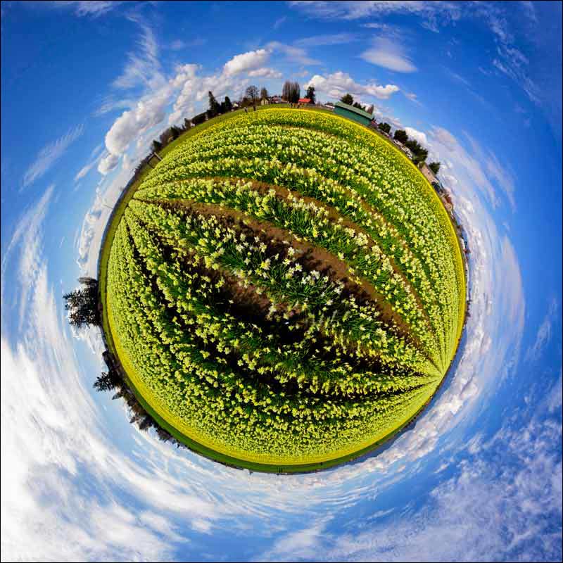 Little Planet view of a daffodil farm in Washington State