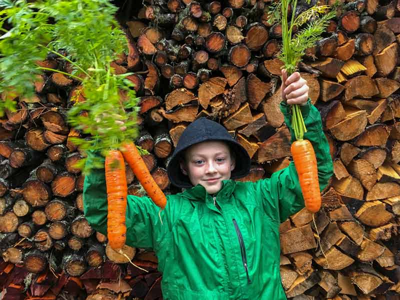 Boy holding giant carrots