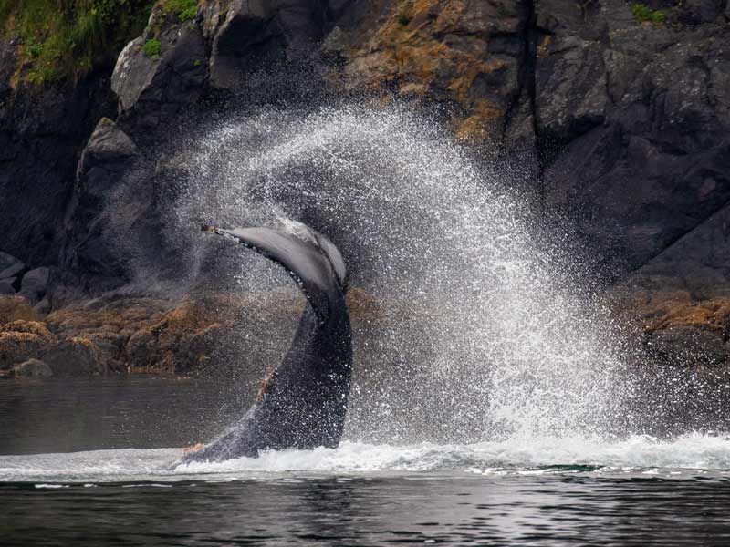 humpback whale flipping its tail