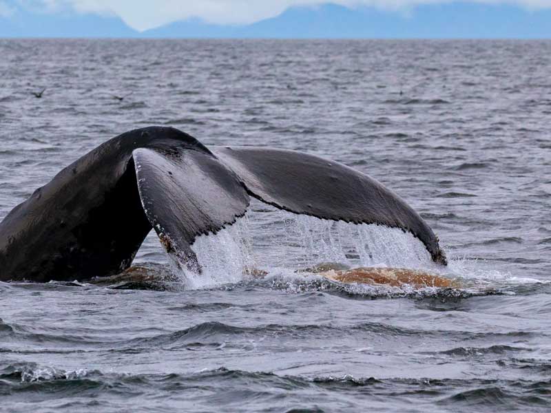 whale poop pops up behind a humpback whale