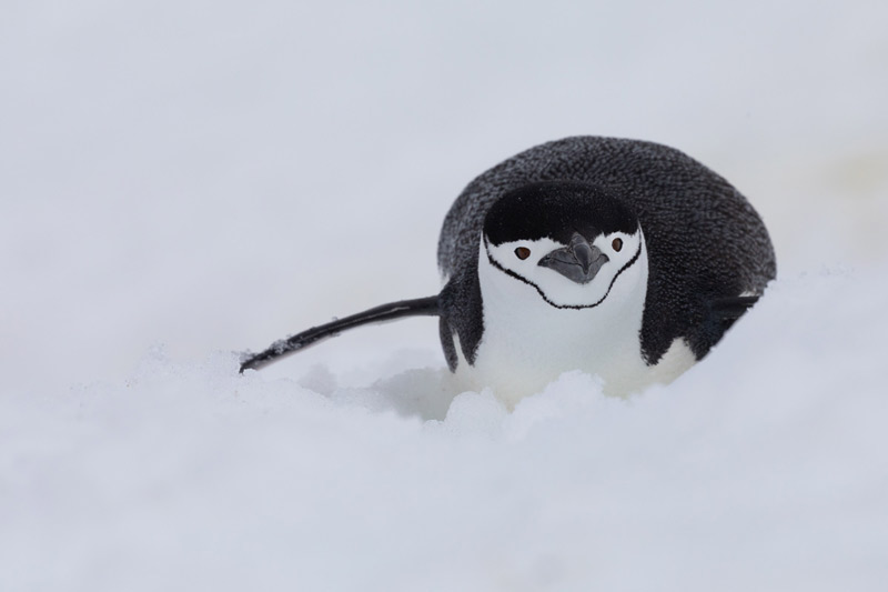 Chinstrap penguin in the snow