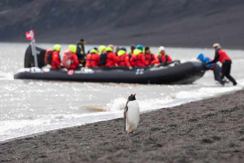 A gentoo penguin stands at the water's edge as a boatload of visitors depart.