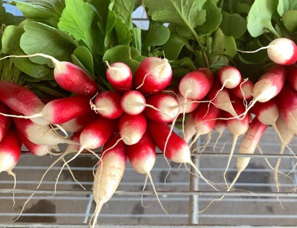 Red and white radishes