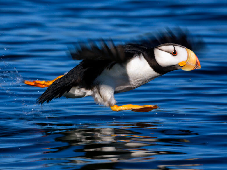 puffin taking off from water