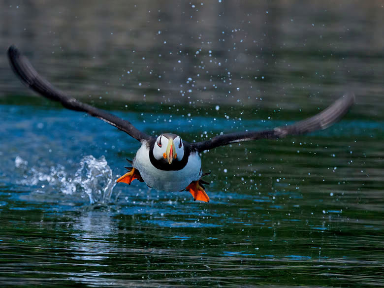 Cooped Up? Photos Of This Puffin Island Will Make You Feel Free