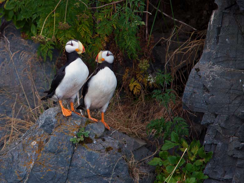 portrait of a pair of puffins