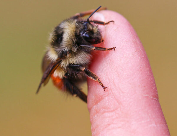 Bumblebee rests on a finger