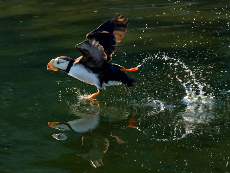 puffin taking off